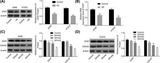 After 48 h of cell treatment with H2, A549 and H1975 cells were collected and subjected to RNA and DNA extraction with the following detections. (A,B) The mRNA and protein levels of CD47 were detected by RT-PCR and Western blotting assays. (C,D) The protein expression levels of CD47 and CDC42 were detected by Western blotting after cell treatments with different concentrations of H2 (*P<0.05, **P<0.01).